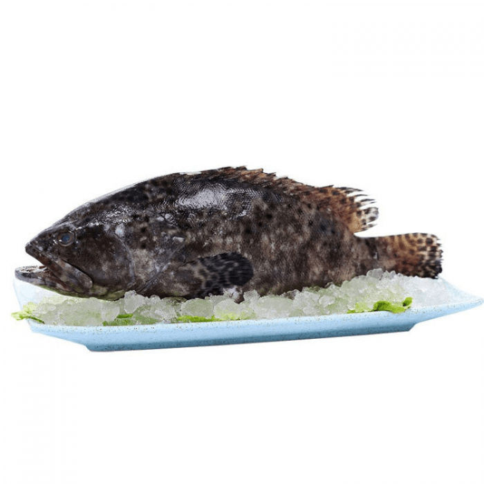 Frozen Gutted Grouper (800 - 900g) - Brandco Direct Inc