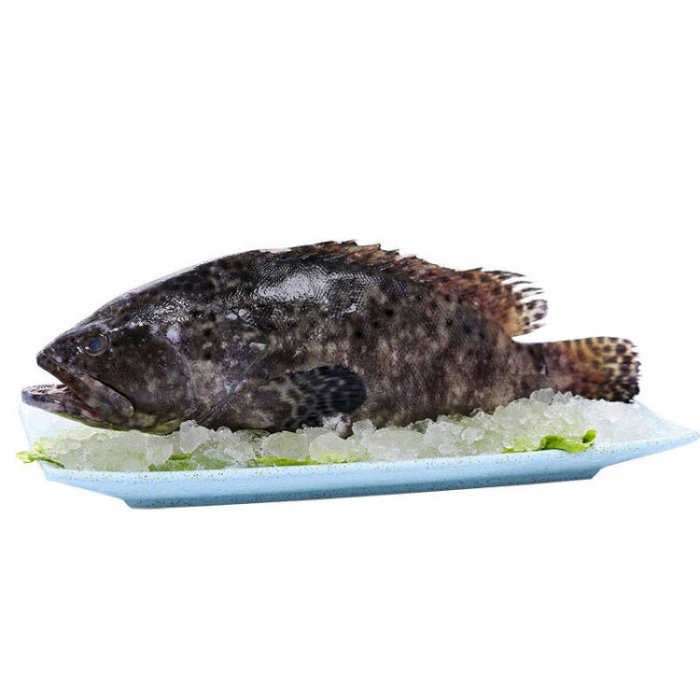 Frozen Gutted Grouper (800-900g)