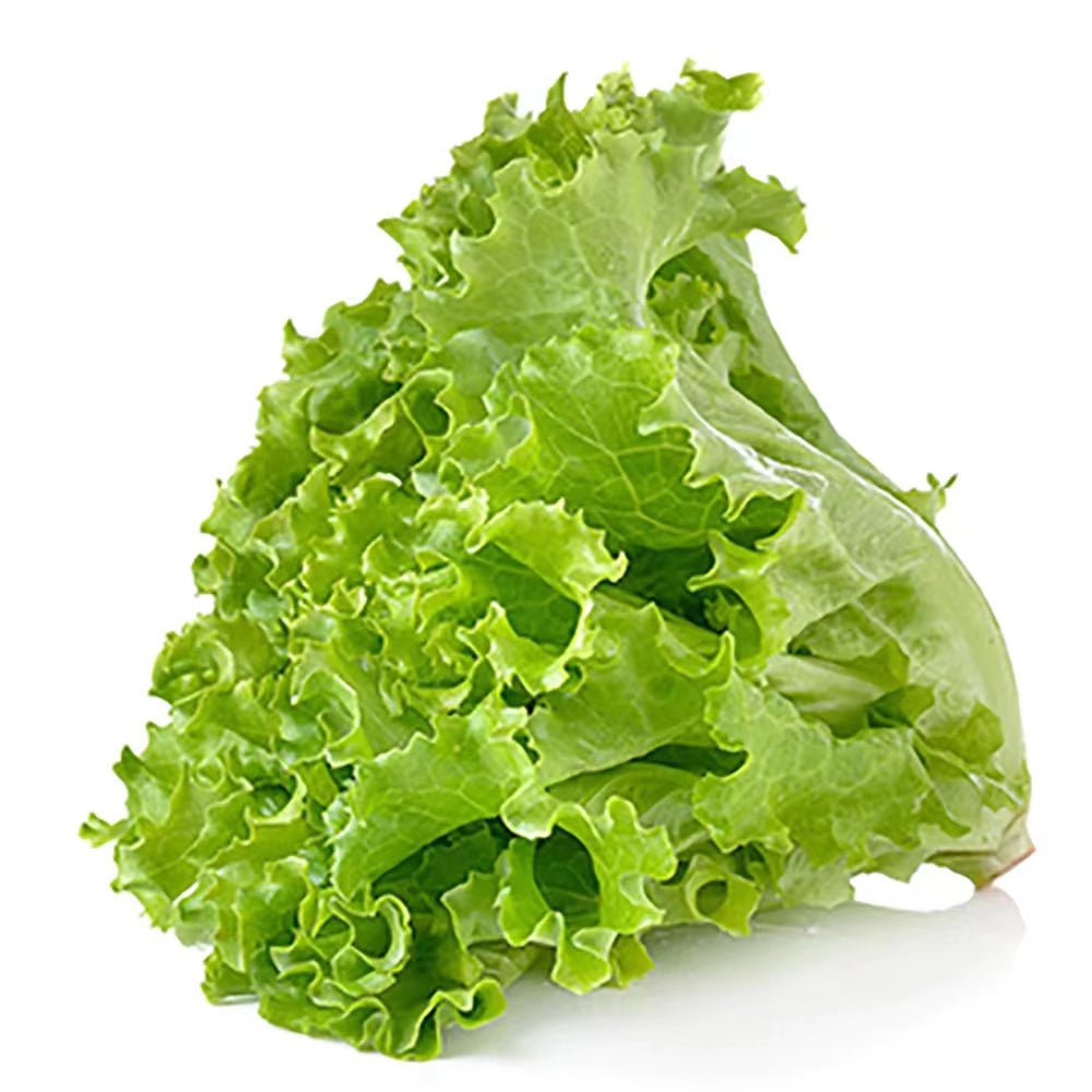 Chinese Lettuce 1pk - Brandco Direct Inc