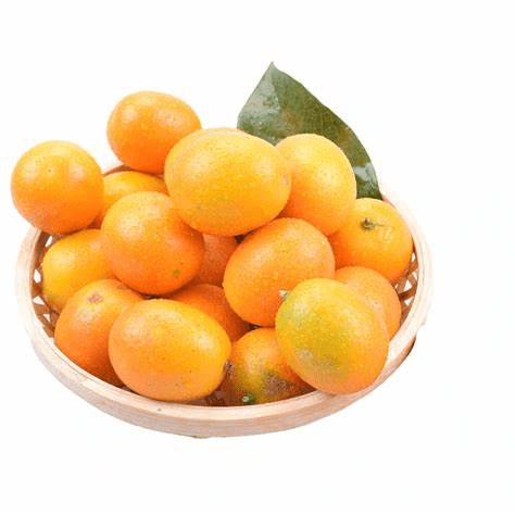 Kumquat 1 pack - Brandco Direct Inc