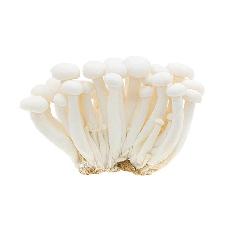 Seafood Mushroom 1pk - Brandco Direct Inc