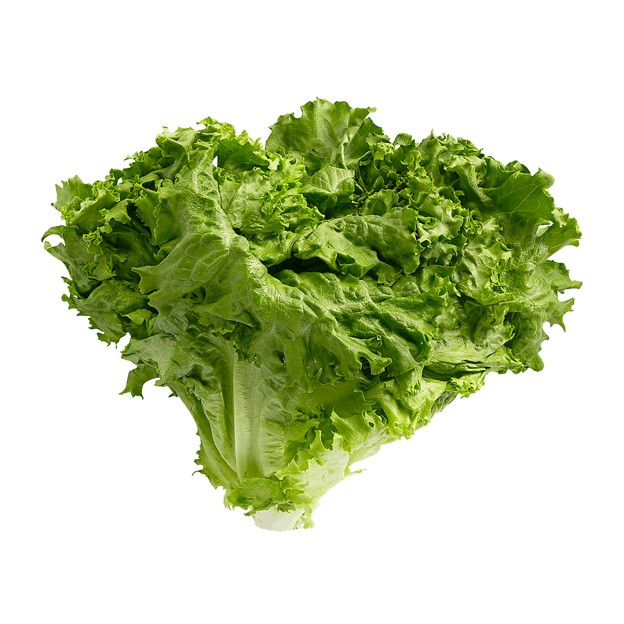 Green Leaf Lettuce * 2 - Brandco Direct Inc