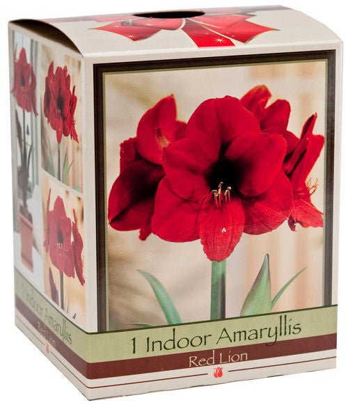 Holiday Amaryllis/Paperwhites In Pot (1 Unit) - Brandco Direct Inc