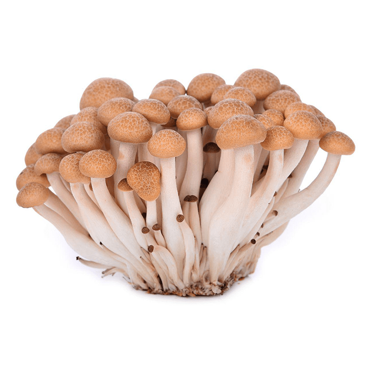 Willow Mushroom 1pk - Brandco Direct Inc