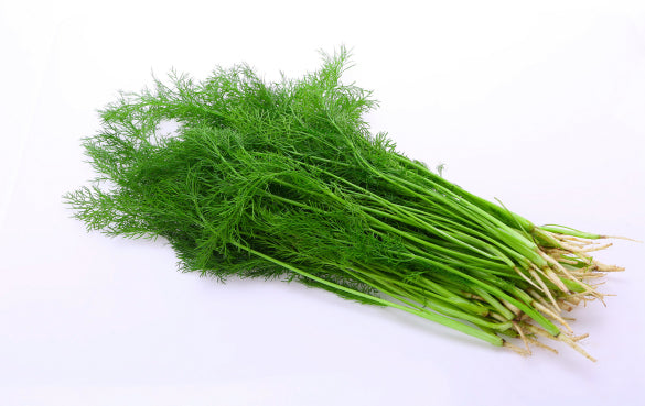 Fennel 1pc