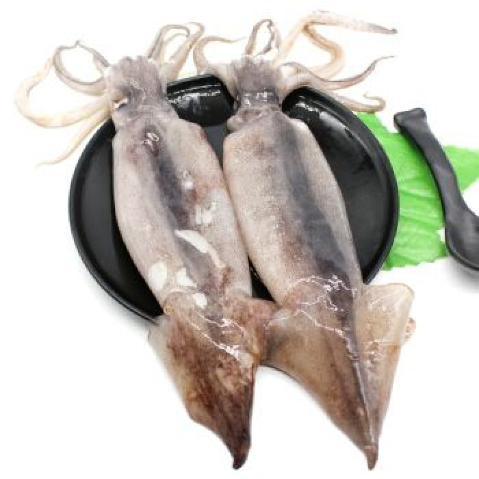 [Restaurant - Grade] Fresh Frozen Large Squid (2.5 - 3lbs) - Brandco Direct Inc